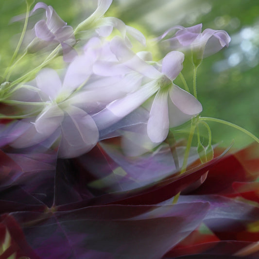 Whispers of Spring - ICM photo print of flowers blended in mesmerizing harmony.