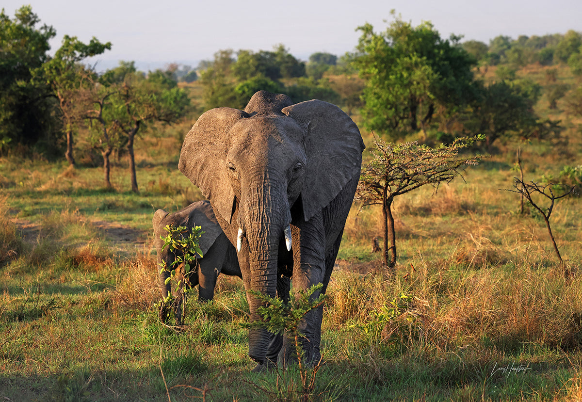 Tusks of Wisdom: Serengeti Elephants Roam Free