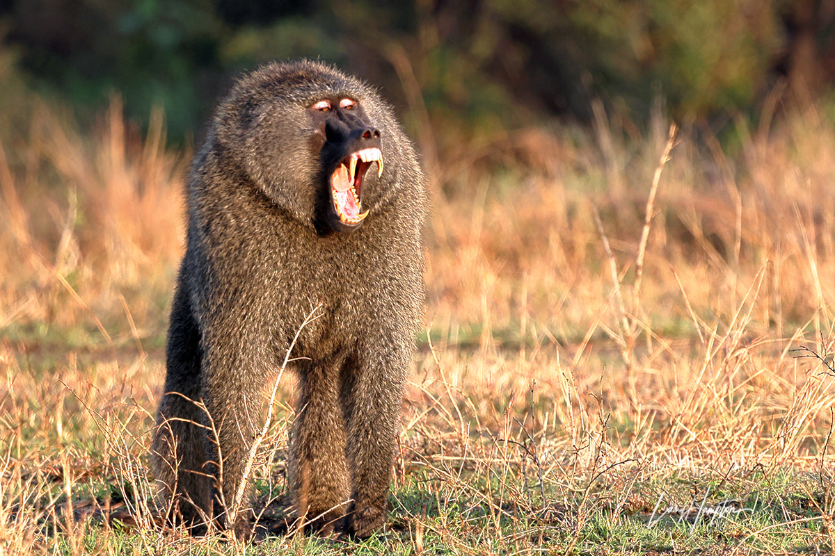 Troop Leader - Fine Art Color Print of a Baboon in the Serengeti