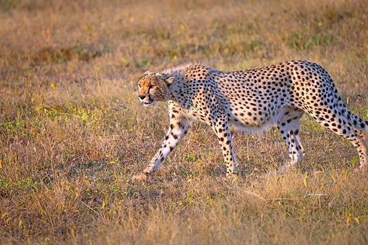 Majestic Stalk - Fine Art Color Print of a Cheetah in the Serengeti