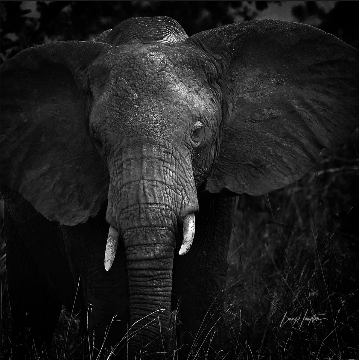 Monochrome Majesty - Black and white print of an Elephant in the Serengeti