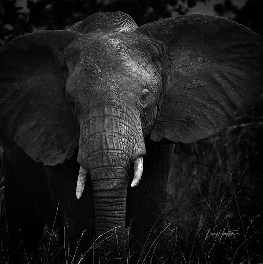 Monochrome Majesty - Black and white print of an Elephant in the Serengeti