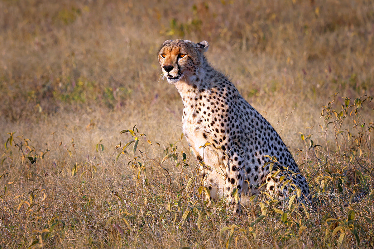 Wild Beauty - Fine Art Color Print of a Cheetah in the Serengeti