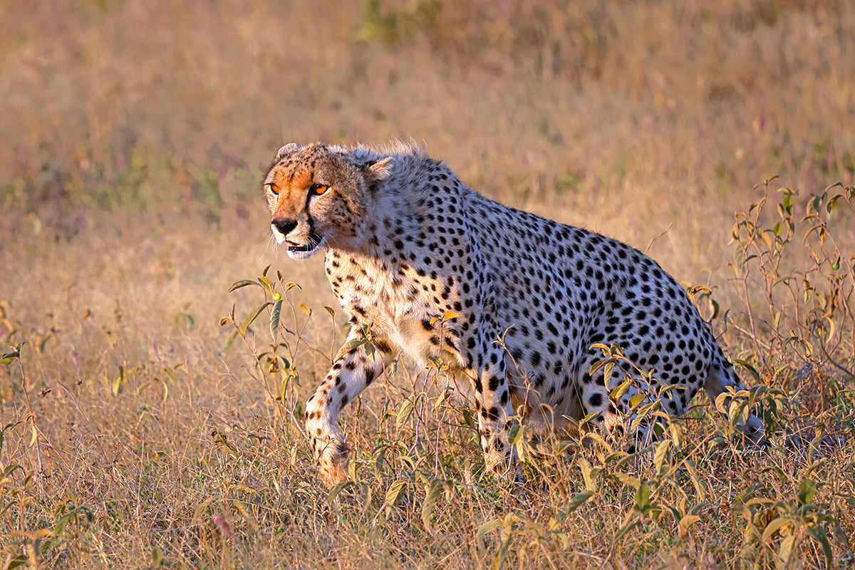Afternoon Prowl - Fine Art Color Print of a Cheetah in the Serengeti