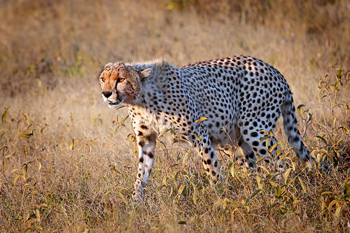 Golden Light Run - Fine Art Color Print of a Cheetah in the Serengeti