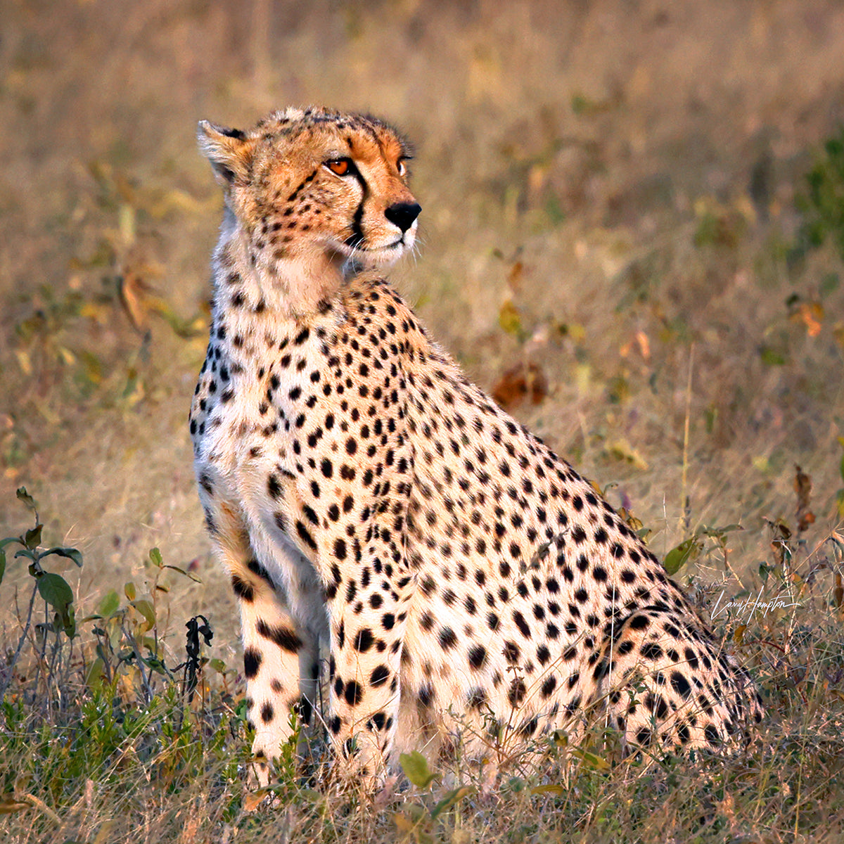 Serene Beauty - Fine Art Color Print of a Cheetah in the Serengeti