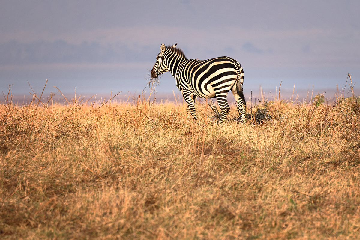 Zebra Horizon - Fine Art Wildlife Print