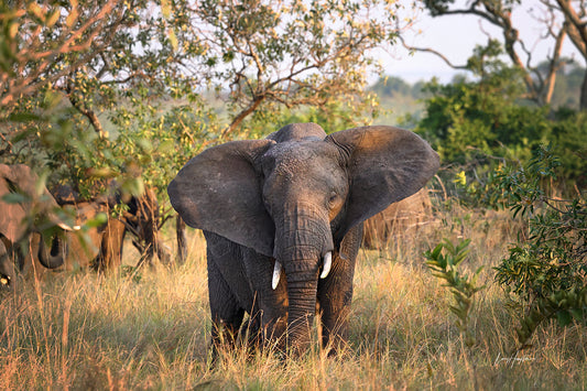 Earth's Gentle Giants: Serengeti Elephants in Their Domain