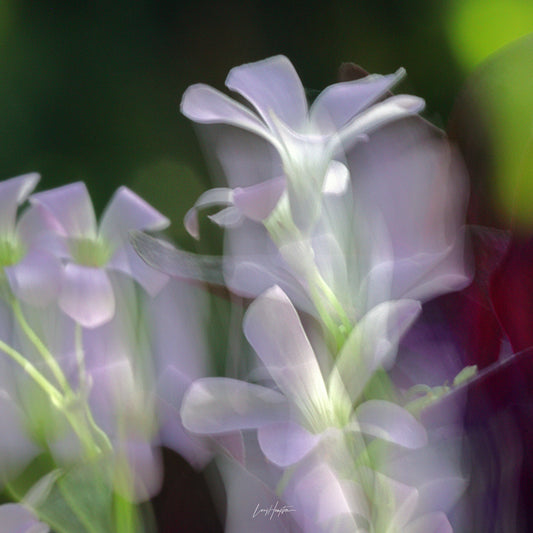 Blurred Beauty - ICM photo print of flowers blended in mesmerizing harmony.