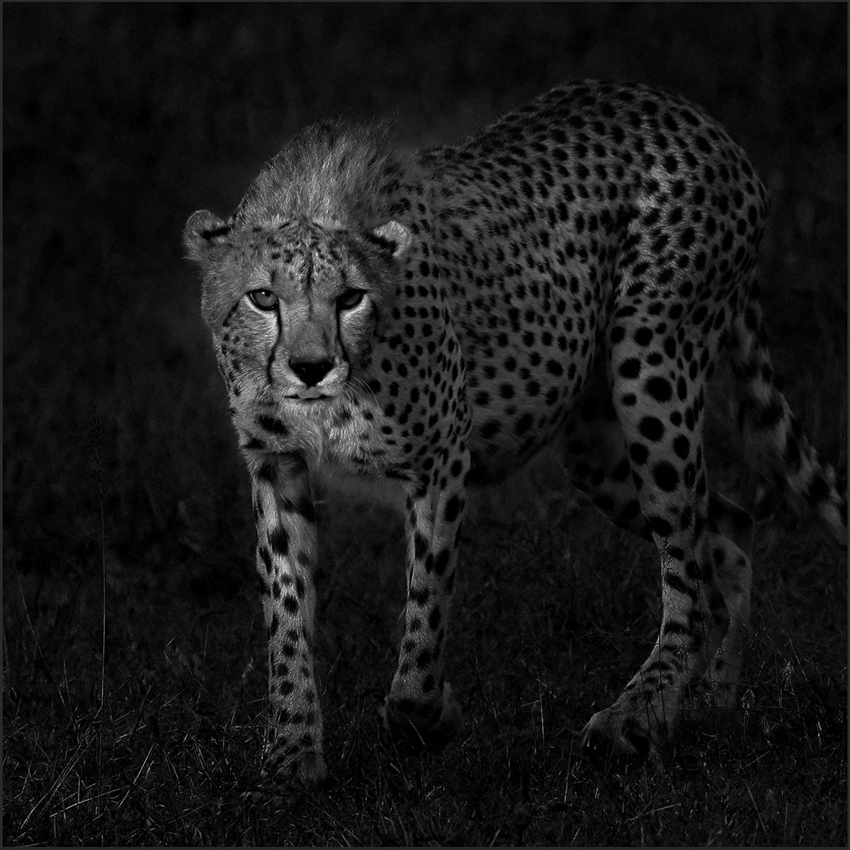 Cheeta The Shadow Stalker - Black and white print of a Cheetah in the Serengeti