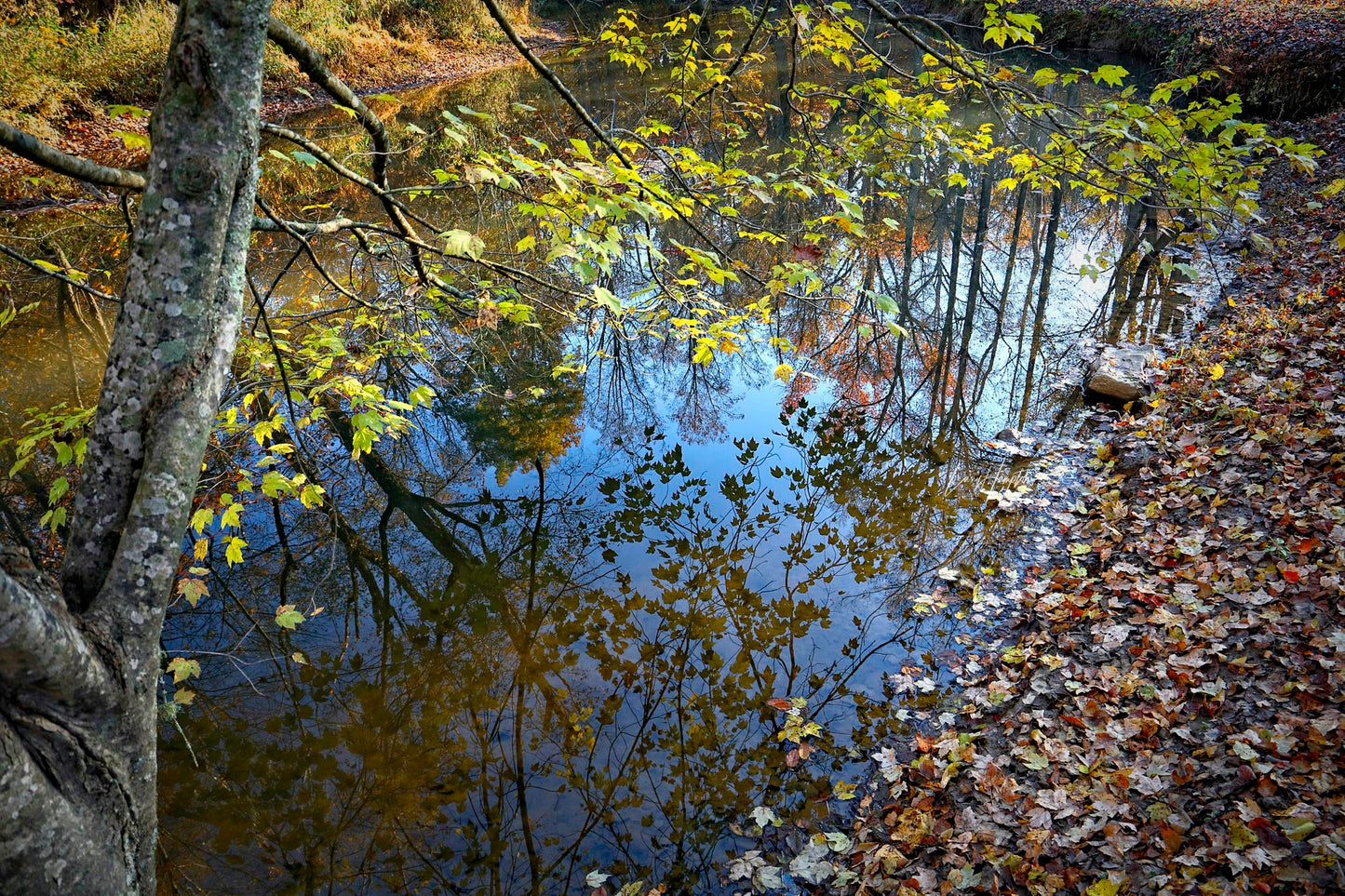 Laurel Fall Reflections 0418 by LARRY HAMPTON