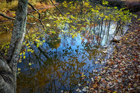 Laurel Fall Reflections 0418 by LARRY HAMPTON (
