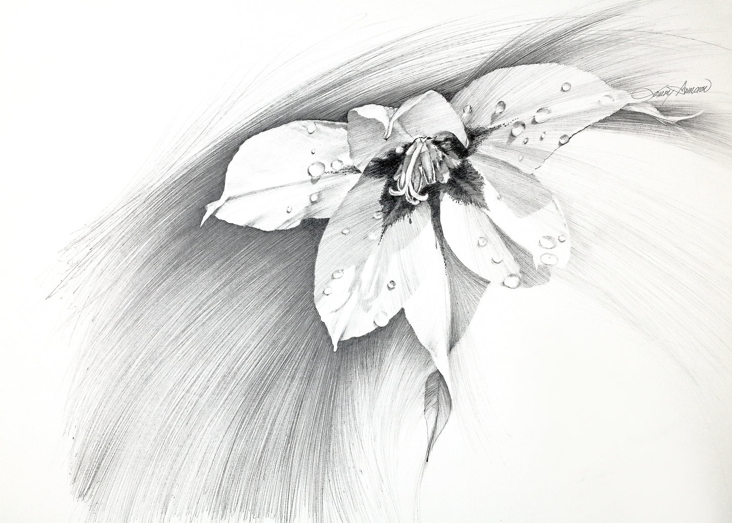 Gladiolus - Pencil Drawing Fine Art Print by Larry Hampton