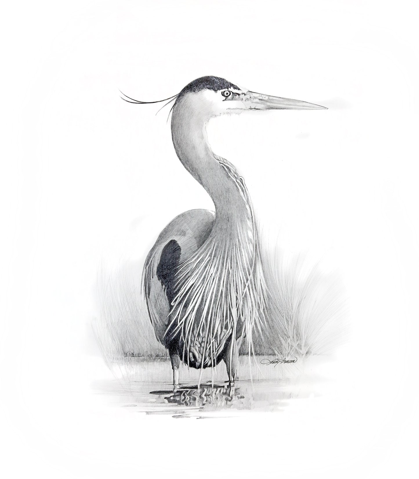 Great Blue Heron - Pencil Drawing Fine Art Print by Larry Hampton