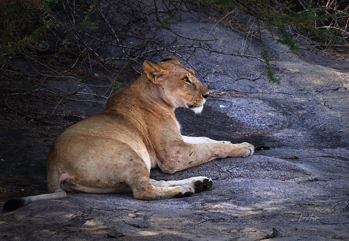 Queen of the Serengeti - Fine Art Color Print of a Lion in the Serengeti