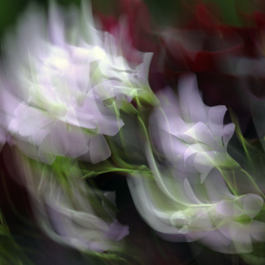 Whispers of Bloom - ICM photo print of flowers blended in mesmerizing harmony.