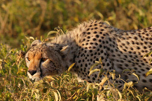 The Cheetah's deadly dance - Cheetah Fine Art Photography Print by Larry Hampton