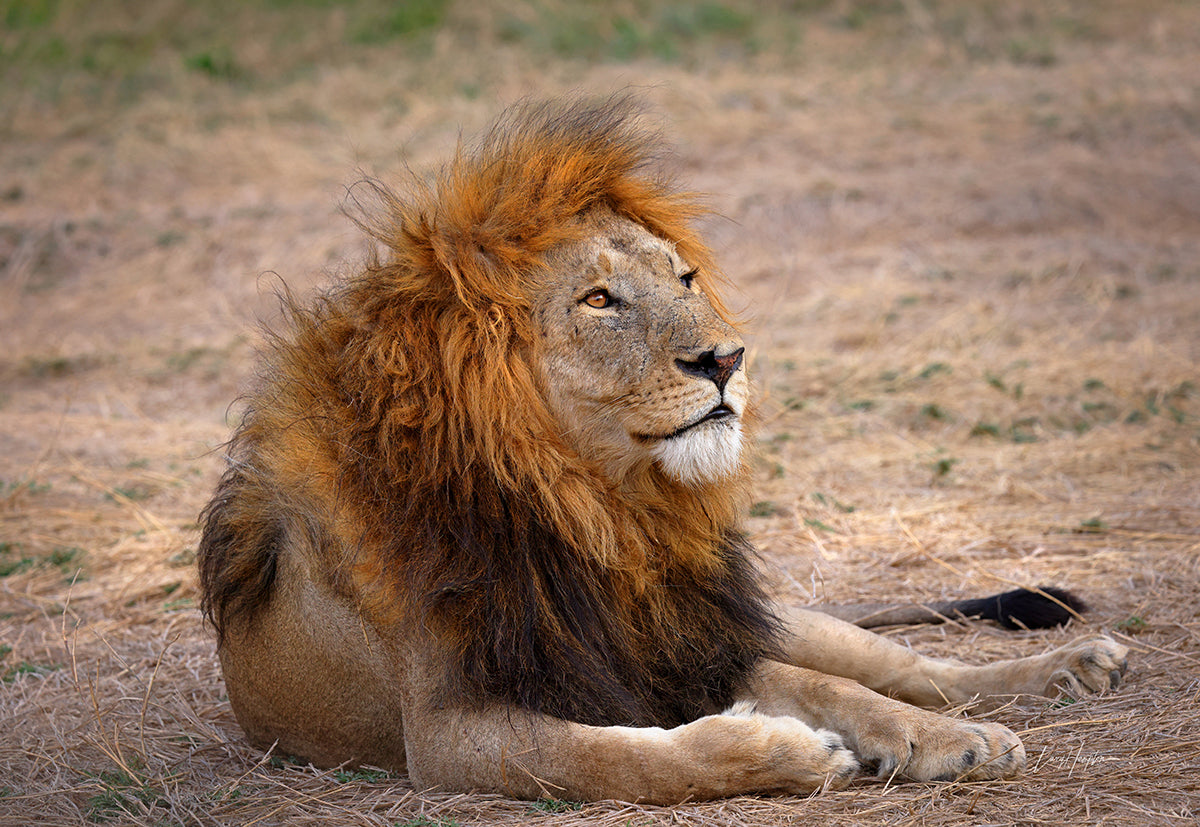 King of the Wilds: Battle-Scarred Lion Color Print by Larry Hampton