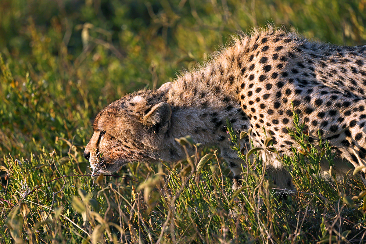 Hunter's Stance - Fine Art Color Print of a Cheetah in the Serengeti