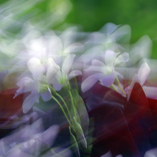 Impressionist Bloom - ICM photo print of flowers blended in mesmerizing harmony.