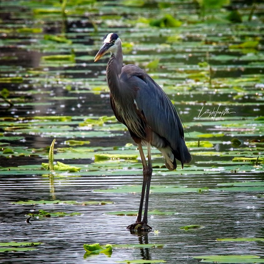 The Dark One, Blue Heron 4918 by LARRY HAMPTON