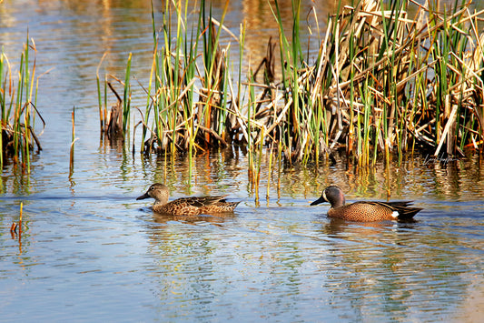 Blue-winged Teals 0600 by LARRY HAMPTON