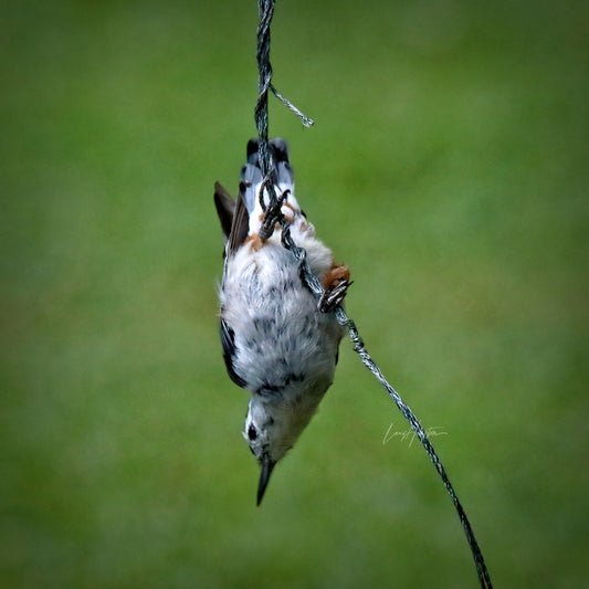 Hanging Around by LARRY HAMPTON