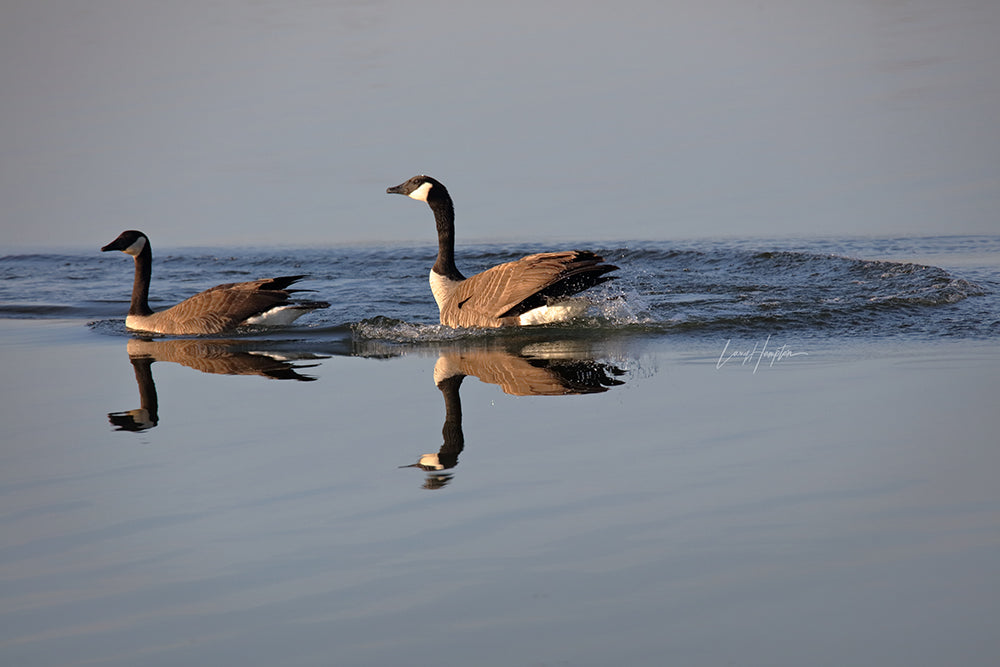 Canada Goose 7000 by LARRY HAMPTON