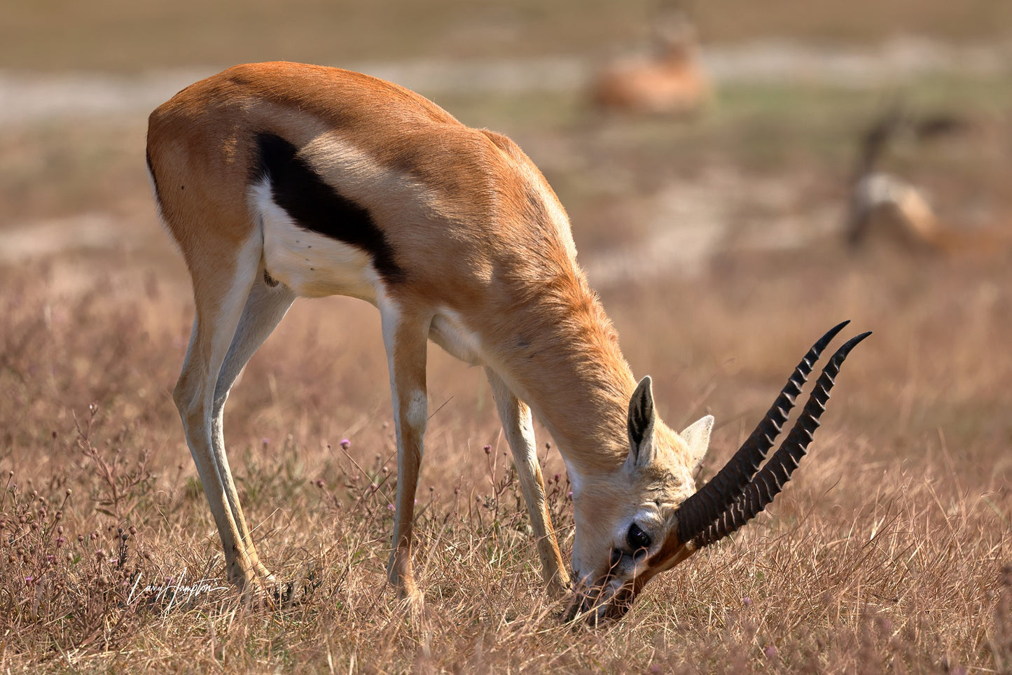 Thomson's Gazelle - Color print of a gazelle in the Serengeti