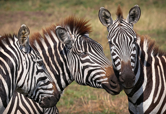Stripes of Individuality: Zebra Close up in Serengeti