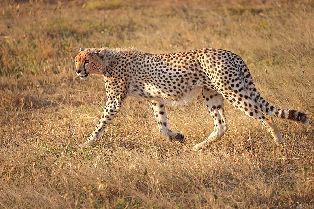 Grassland Glide - Fine Art Color Print of a Cheetah in the Serengeti
