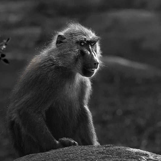 Savannah Sentinel - Black and white print of a baboon in the Serengeti