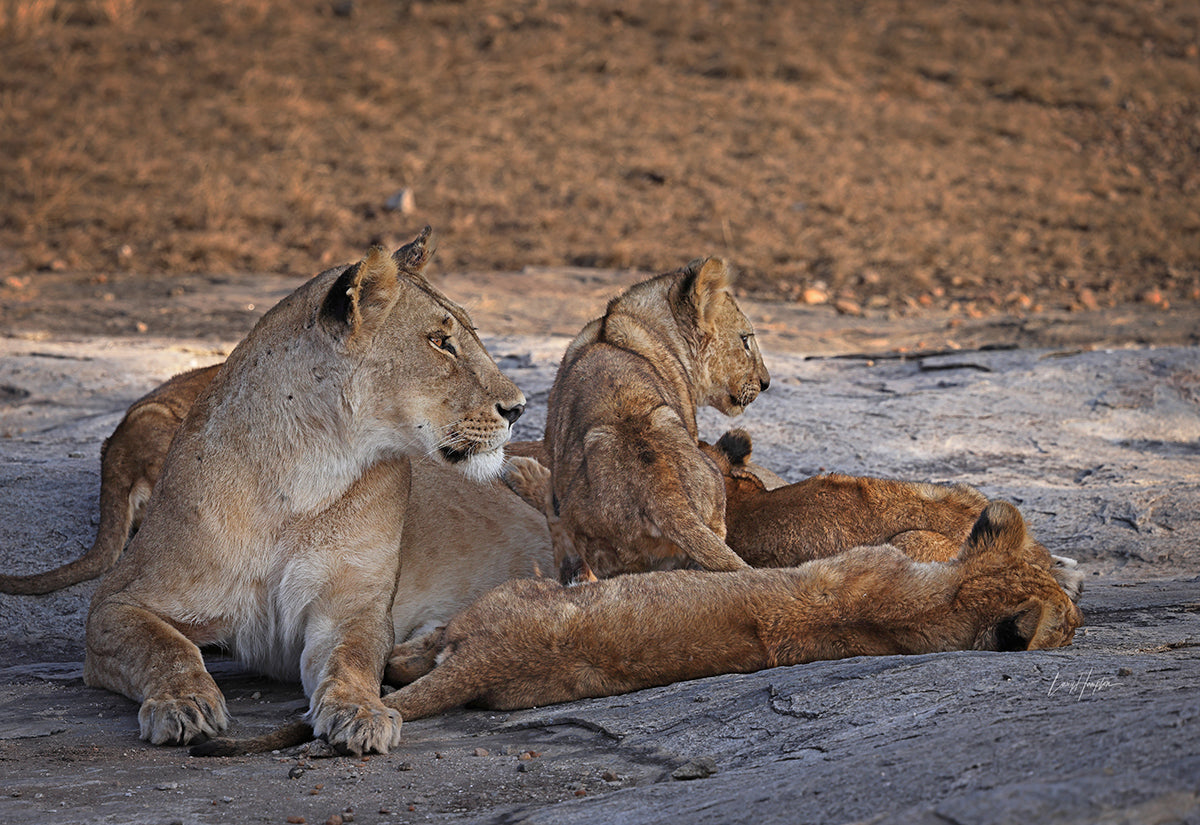 The Lion Queen - Fine Art Color Print of Lion with her Cubs of the Serengeti