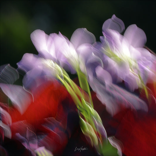 Gentle Unfurling - ICM photo print of flowers blended in mesmerizing harmony.