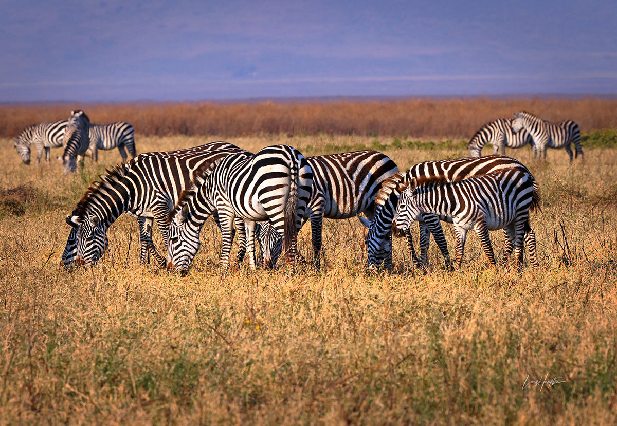 Serengeti Zebras Grazing - Wildlife Photography Print