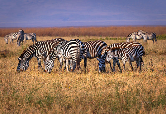 Serengeti Zebras Grazing - Wildlife Photography Print