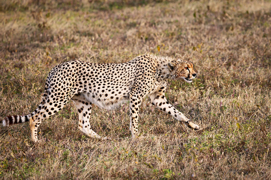 Midday Prowl - Fine Art Color Print of a Cheetah in the Serengeti