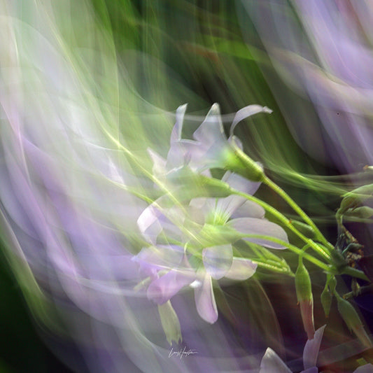 Ethereal Garden - ICM photo print of flowers blended in mesmerizing harmony.