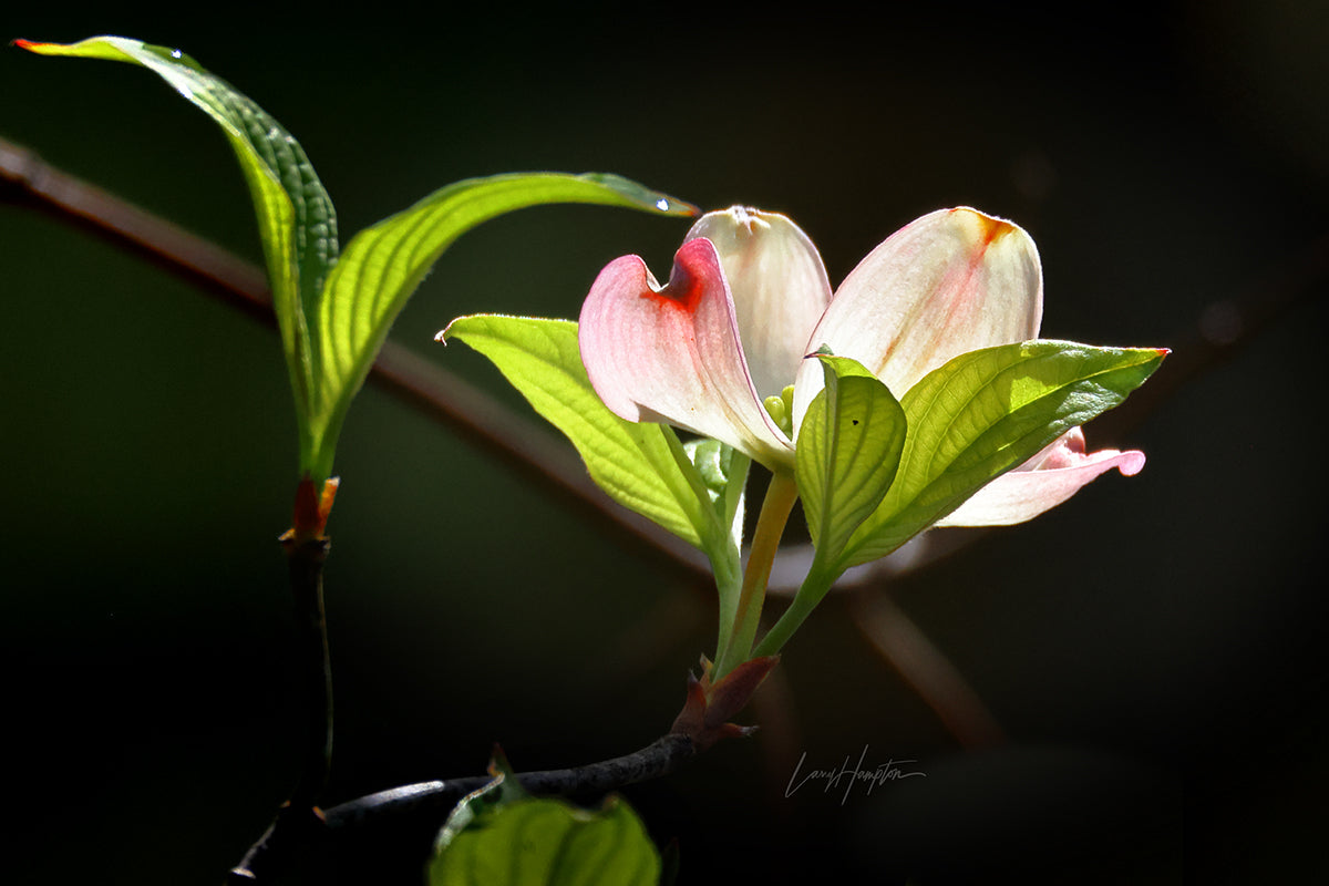 Dogwood flower 2739