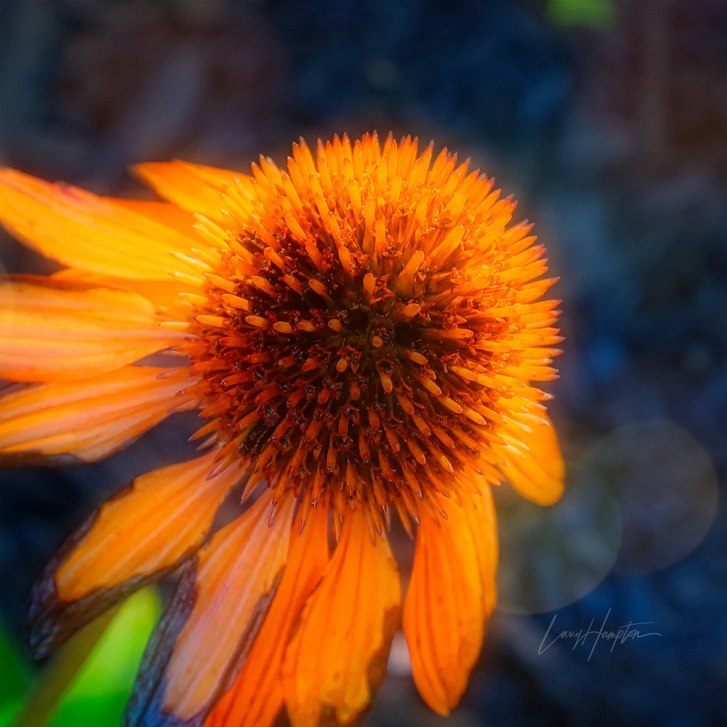 Cone Glow by LARRY HAMPTON