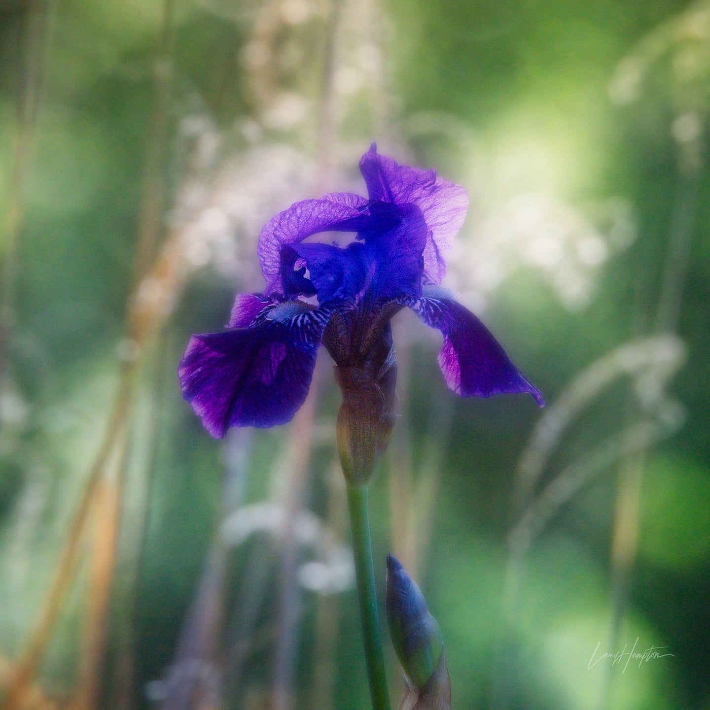 Delight by LARRY HAMPTON