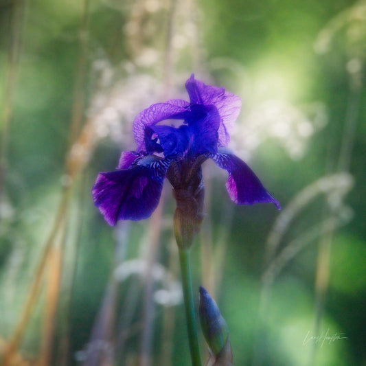 Delight  by LARRY HAMPTON