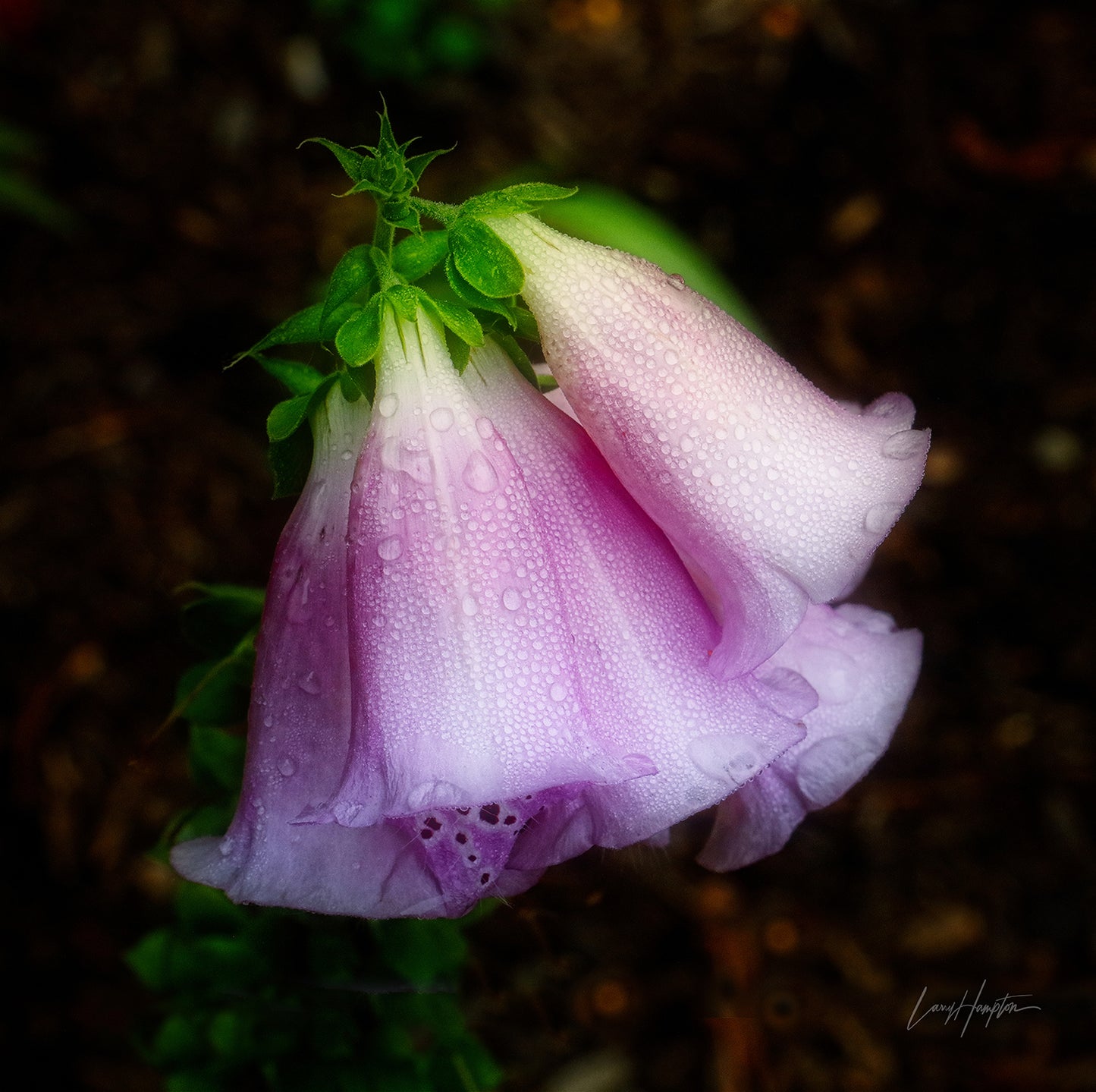 Morning Dew by LARRY HAMPTON