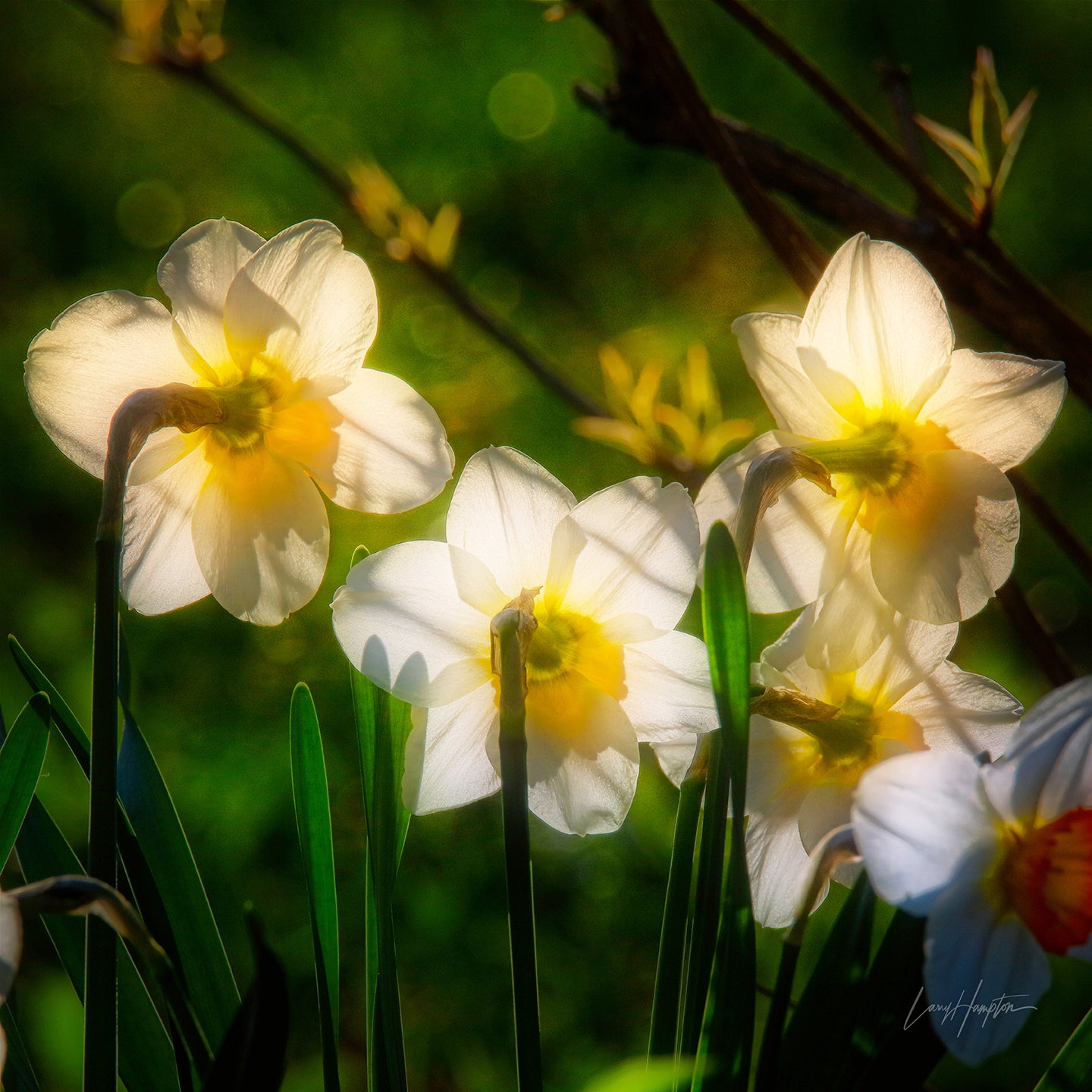 The Choir by LARRY HAMPTON