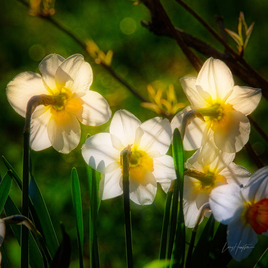The Choir  by LARRY HAMPTON