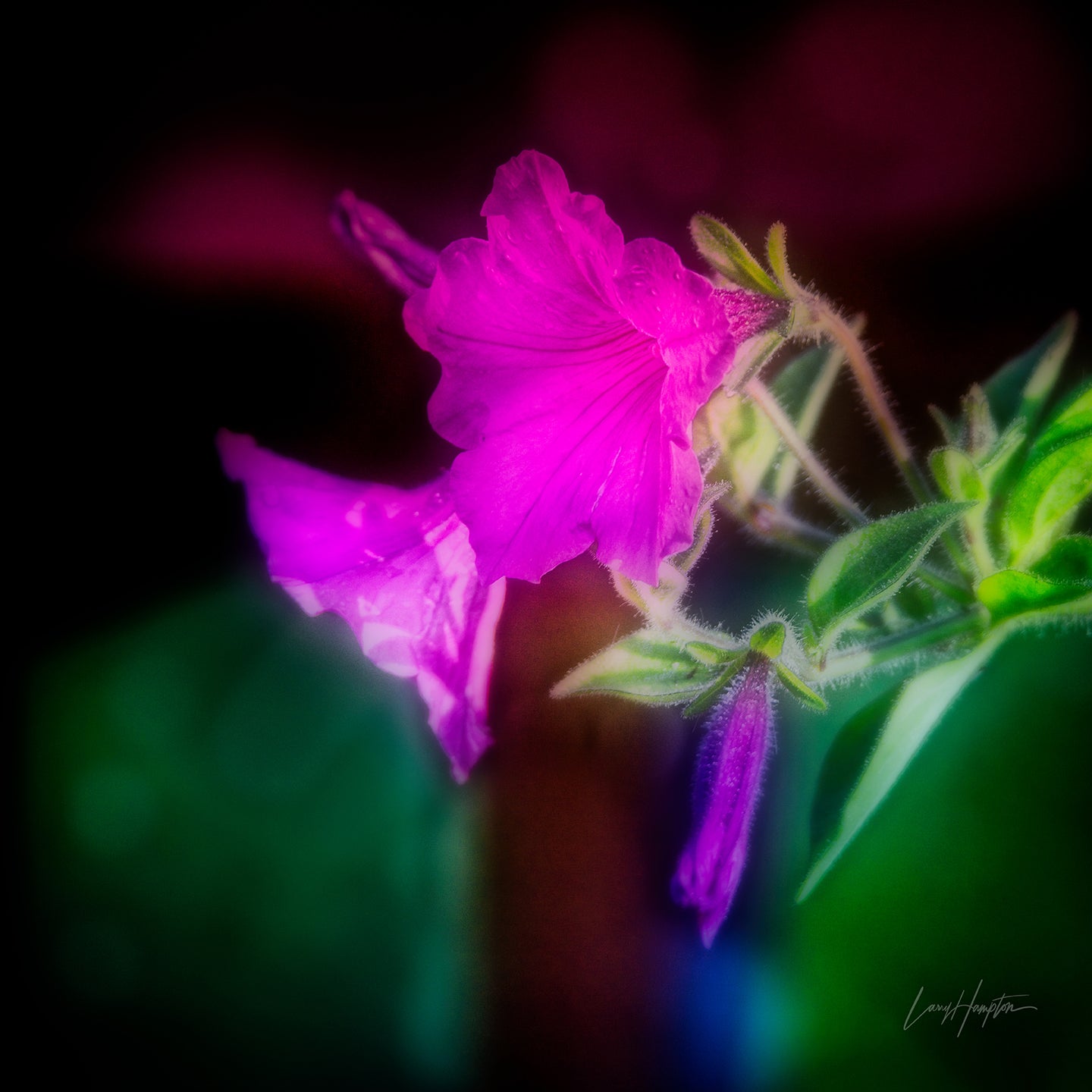 The Color Purple by LARRY HAMPTON