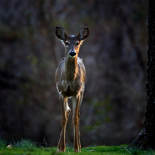 The stare-off 9814 by LARRY HAMPTON