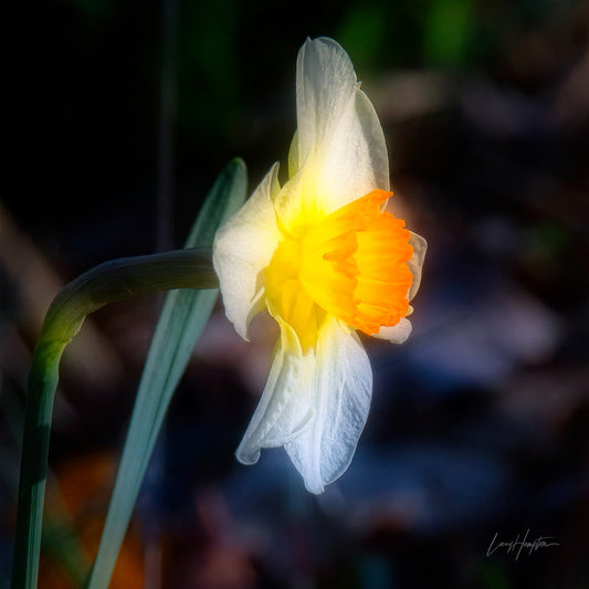 Tinker Bell  by LARRY HAMPTON