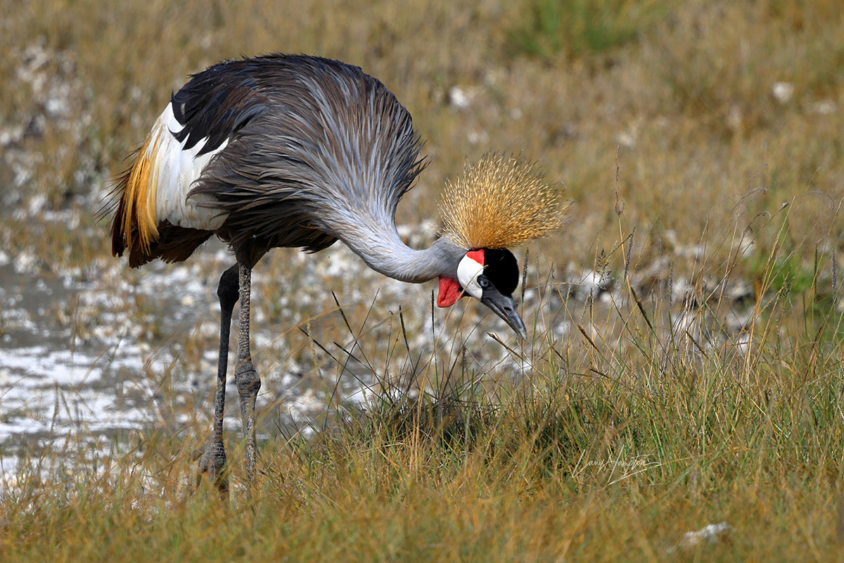Golden-Crowned Crane by LARRY HAMPTON