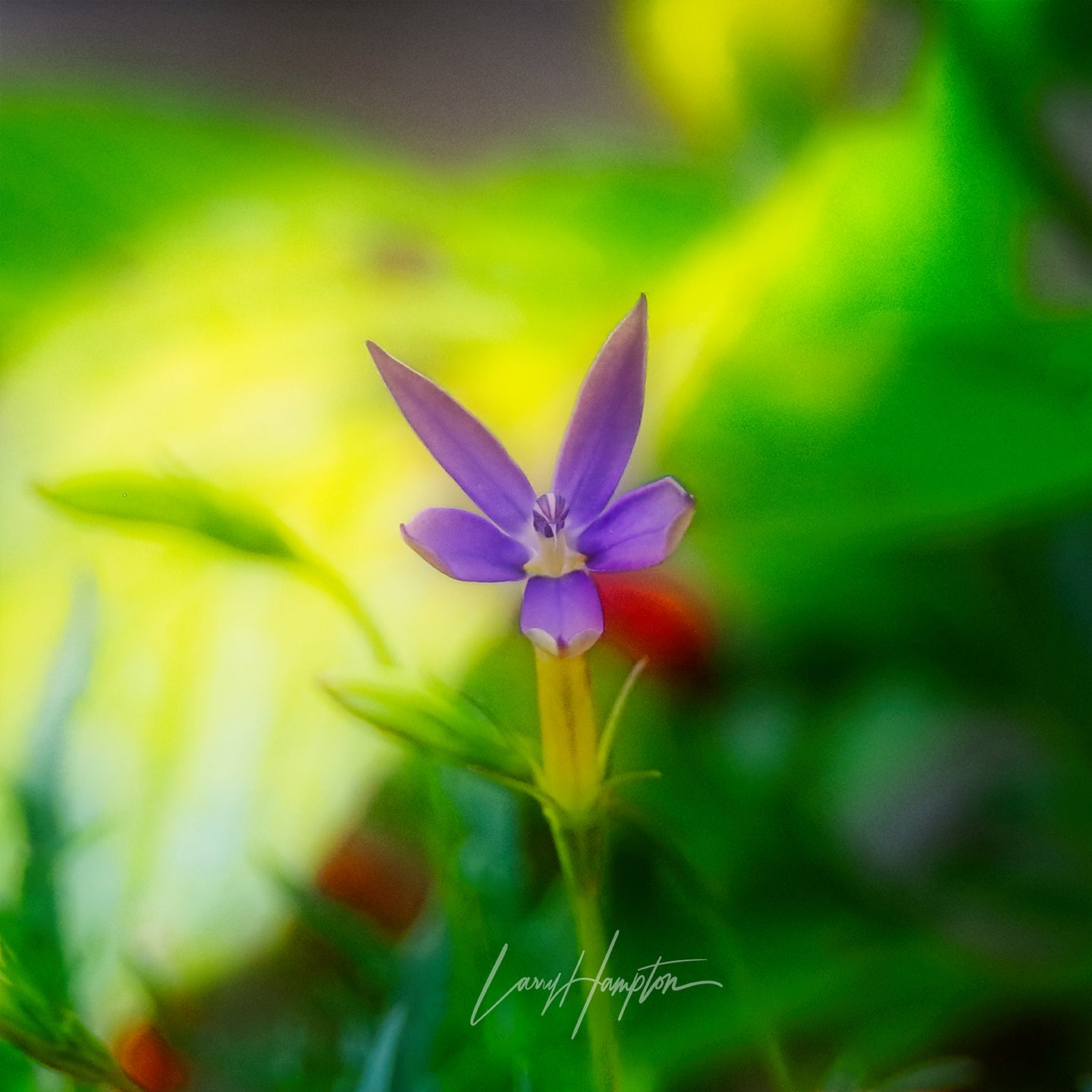 Neon Pop by LARRY HAMPTON